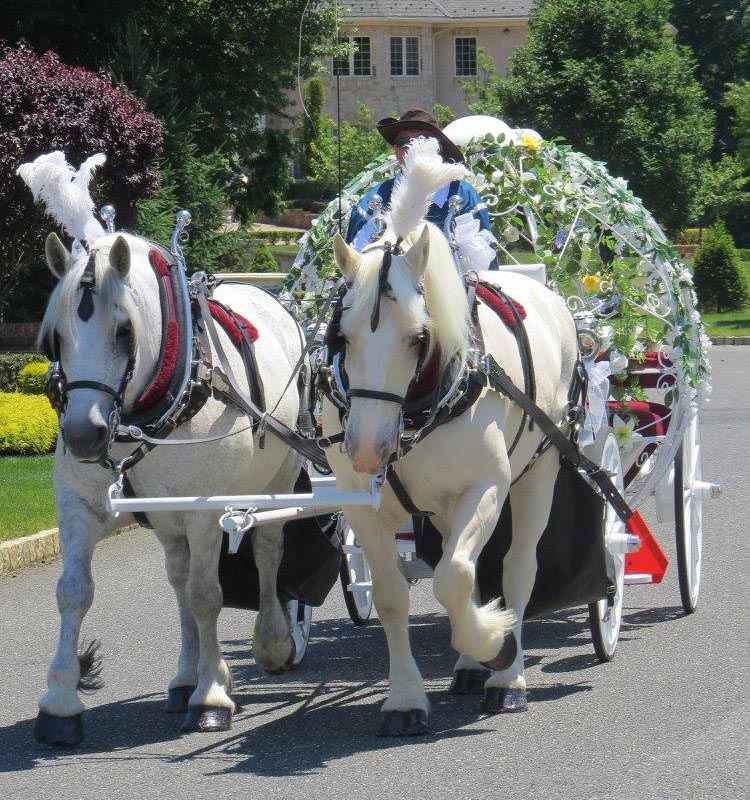 Our American Dream Farm and Horsedrawn Carriages, New Jersey